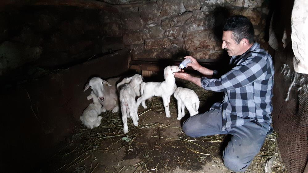 Bolu Mudurnu’da beşiz doğuran koyun sahibini ve köylüleri şaşırttı