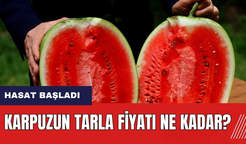 Adana'da karpuz hasadı başladı! Karpuzun tarla fiyatı ne kadar?