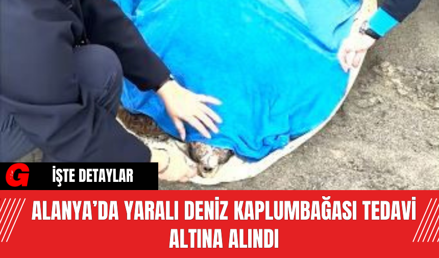 Alanya’da Yaralı Deniz Kaplumbağası Tedavi Altına Alındı