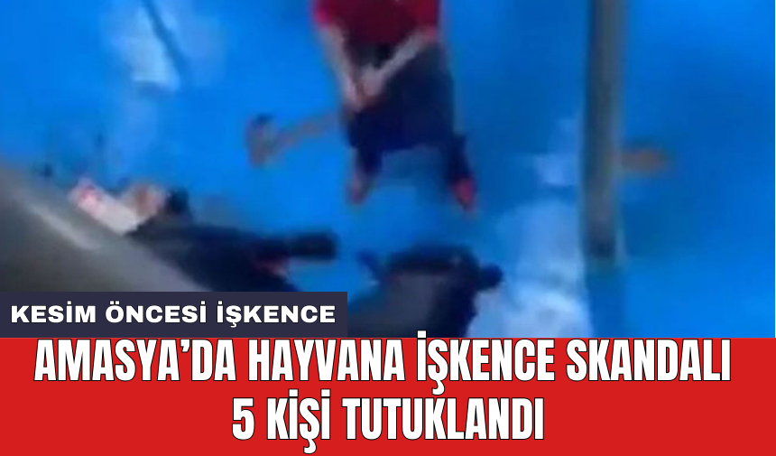 Amasya’da hayvana işkence skandalı 5 kişi tutuklandı