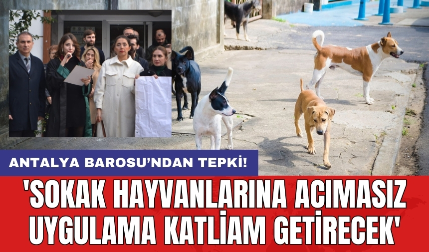 Antalya Barosu’ndan tepki! 'Sokak hayvanlarına acımasız uygulama katliam getirecek'