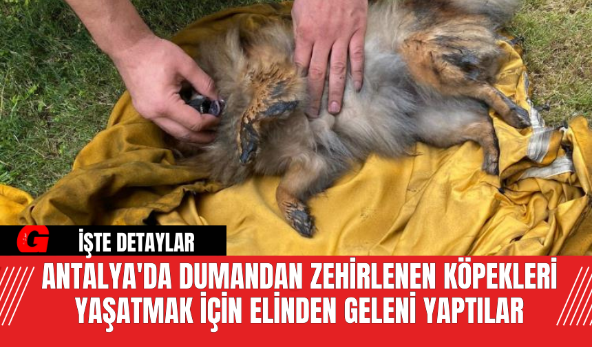 Antalya'da Dumandan Zehirlenen Köpekleri Yaşatmak İçin Elinden Geleni Yaptılar