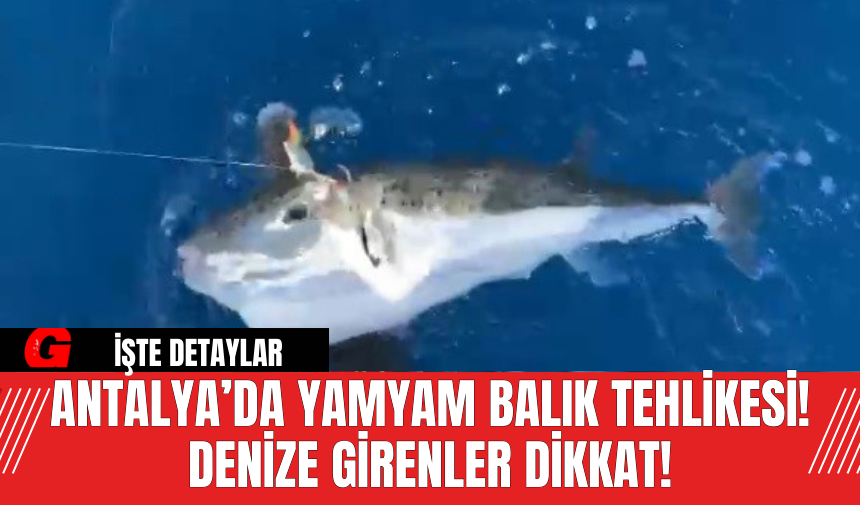 Antalya’da Yamyam Balık Tehlikesi! Denize Girenler Dikkat!