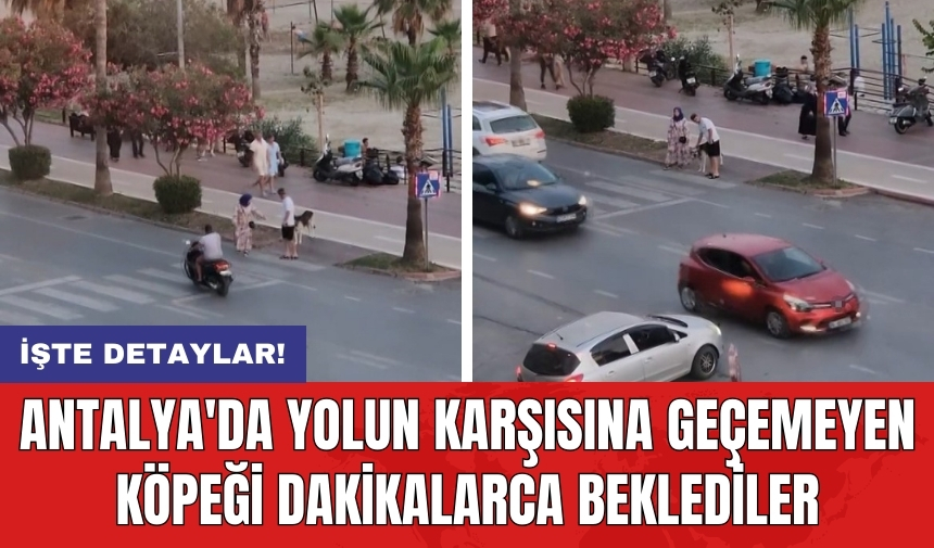 Antalya'da yolun karşısına geçemeyen köpeği dakikalarca beklediler