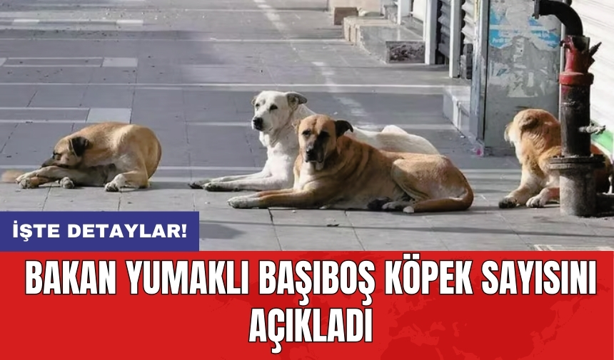 Bakan Yumaklı başıboş köpek sayısını açıkladı