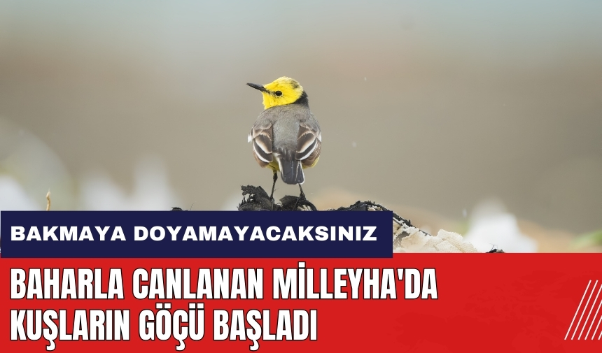 Bakmaya doyamayacaksınız! Baharla canlanan Milleyha'da kuşların göçü başladı