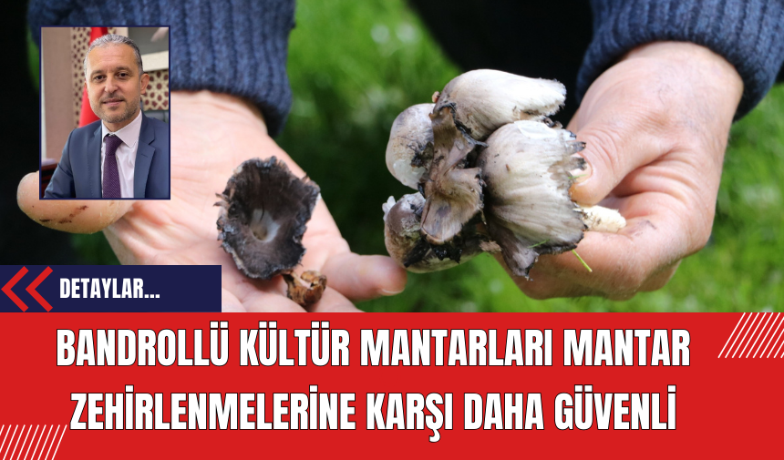 Bandrollü Kültür Mantarları Mantar Zehirlenmelerine Karşı Daha Güvenli