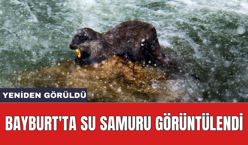 Bayburt'ta Su Samuru görüntülendi