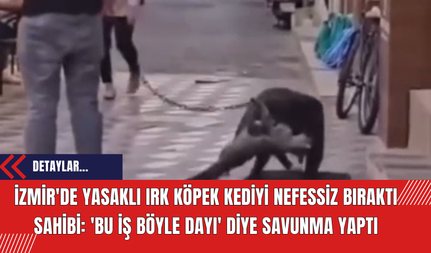 İzmir'de Yasaklı Irk Köpek Kediyi Nefessiz Bıraktı Sahibi: 'Bu İş Böyle Dayı' Diye Savunma Yaptı