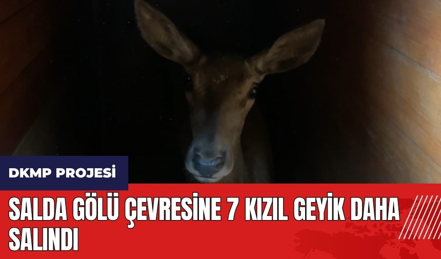 Burdur'da Salda Gölü çevresine 7 Kızıl Geyik daha salındı