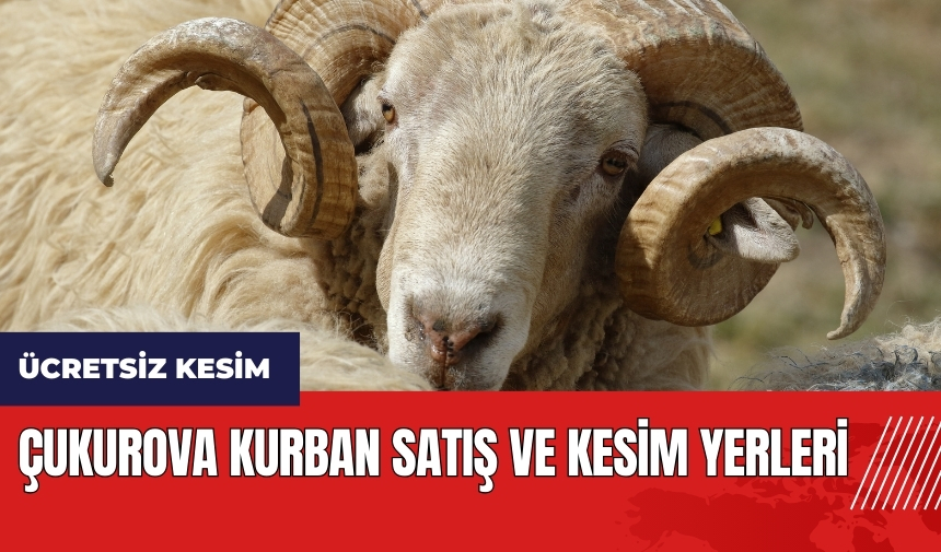 Çukurova kurban satış ve kesim yerleri! Kesim ücretsiz olacak