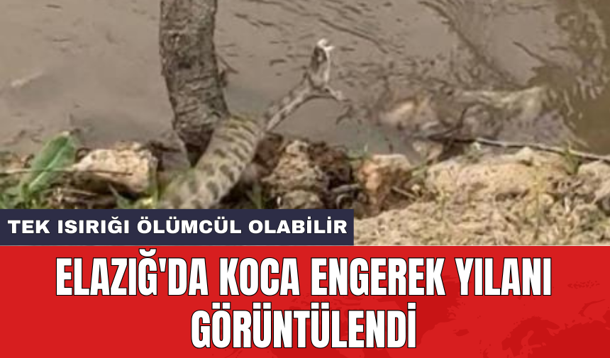 Elazığ'da koca engerek yılanı görüntülendi