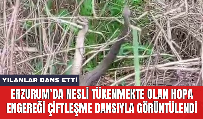 Erzurum’da nesli tükenmekte olan Hopa Engereği çiftleşme dansıyla görüntülendi