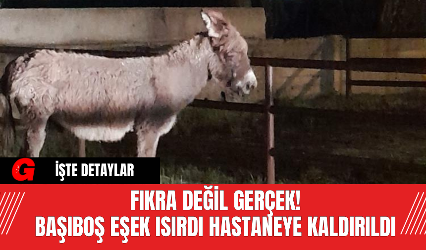 Fıkra Değil Gerçek! Başıboş Eşek Isırdı Hastaneye Kaldırıldı