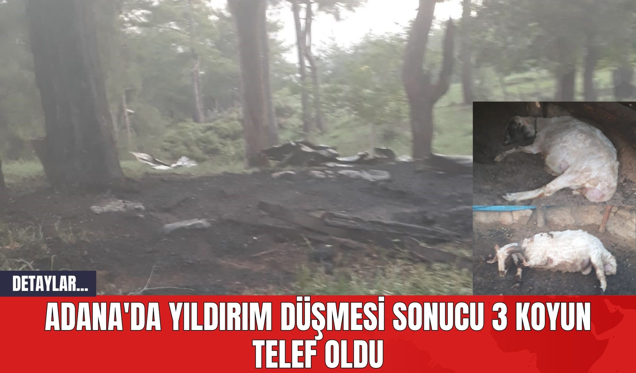 Adana'da Yıldırım Düşmesi Sonucu 3 Koyun Telef Oldu