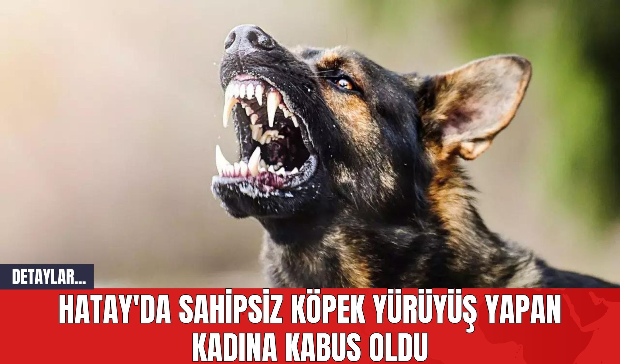 Hatay'da Sahipsiz Köpek Yürüyüş Yapan Kadına Kabus Oldu