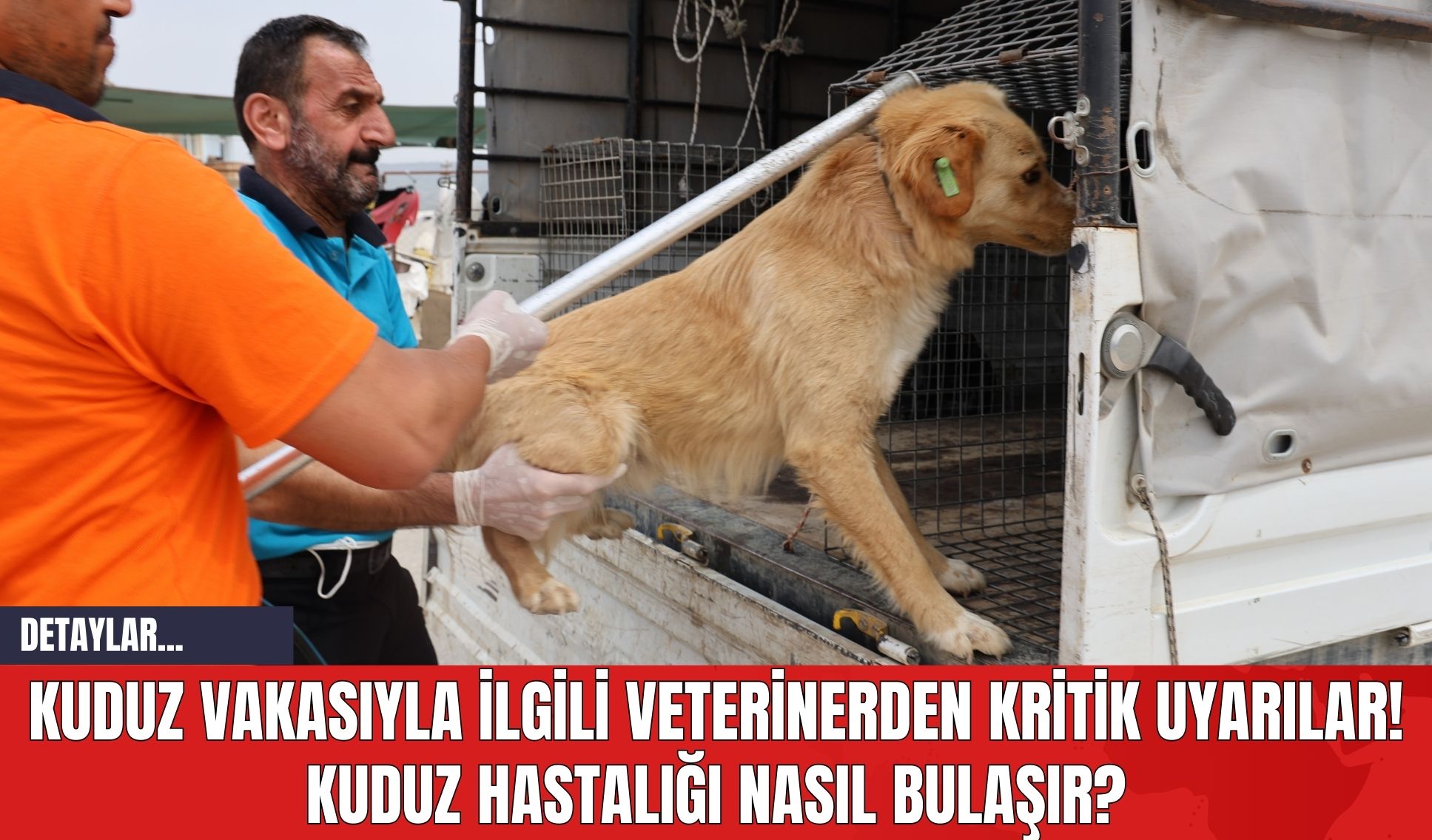 Kuduz Vakasıyla İlgili Veterinerden Kritik Uyarılar! Kuduz Hastalığı Nasıl Bulaşır?