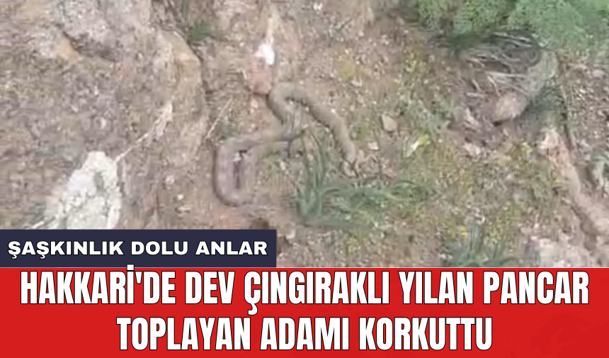 Hakkari'de dev çıngıraklı yılan pancar toplayan adamı korkuttu