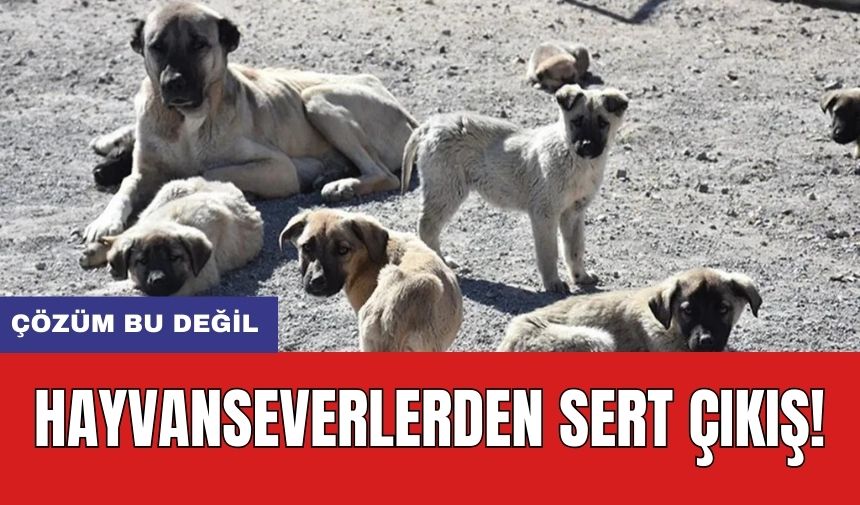 Hayvanseverlerden Sert Çıkış! "Çözümü Bu değil"