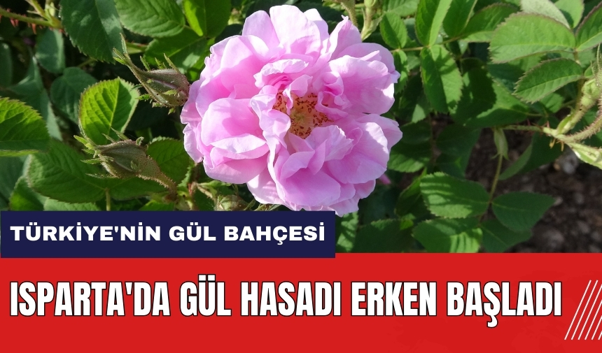 Isparta'da gül hasadı erken başladı