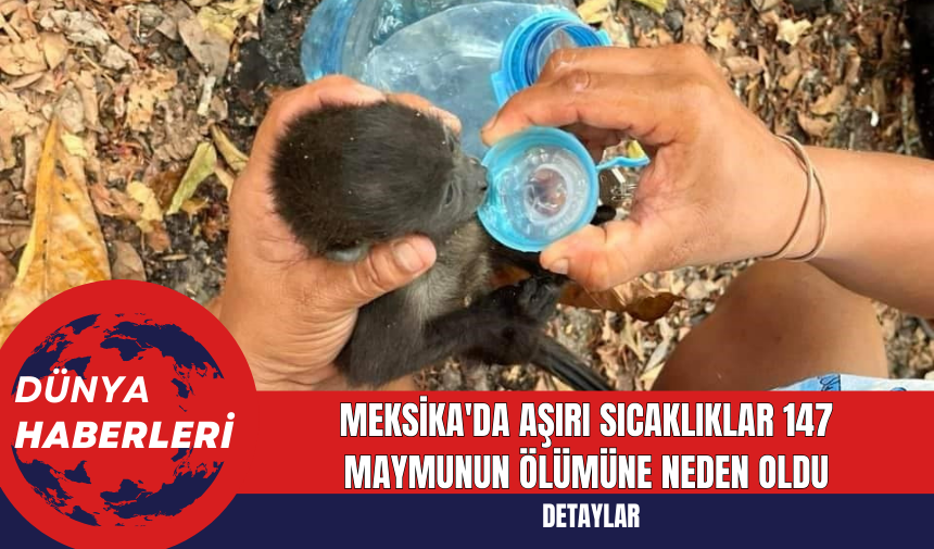 Meksika'da Aşırı Sıcaklıklar 147 Maymunun Ölümüne Neden Oldu