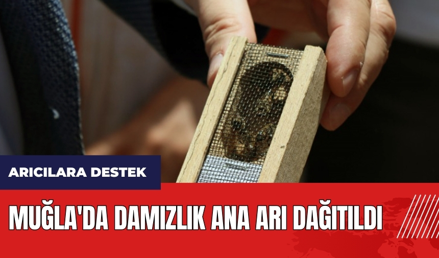 Muğla'da arıcılara destek! Damızlık Ana Arı dağıtıldı