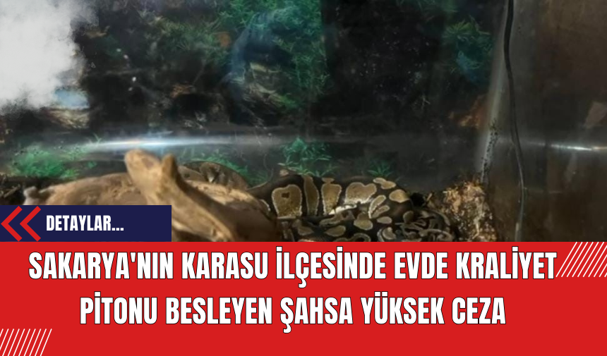 Sakarya'nın Karasu İlçesinde Evde Kraliyet Pitonu Besleyen Şahsa Yüksek Ceza