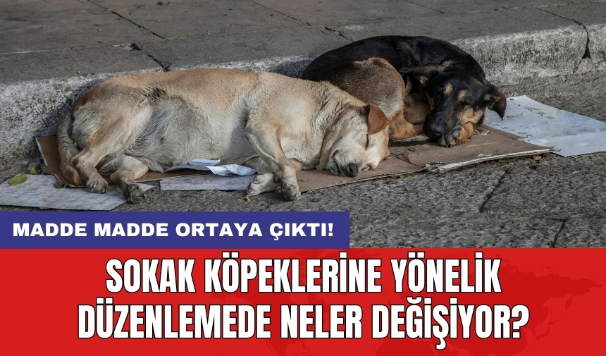 Sokak köpeklerine yönelik düzenlemede neler değişiyor? Madde madde ortaya çıktı!