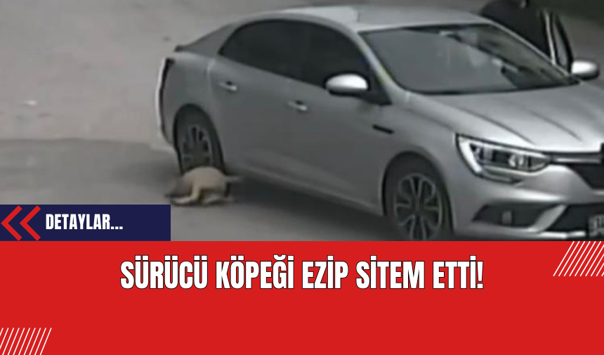 Sürücü Köpeği Ezip Sitem Etti!