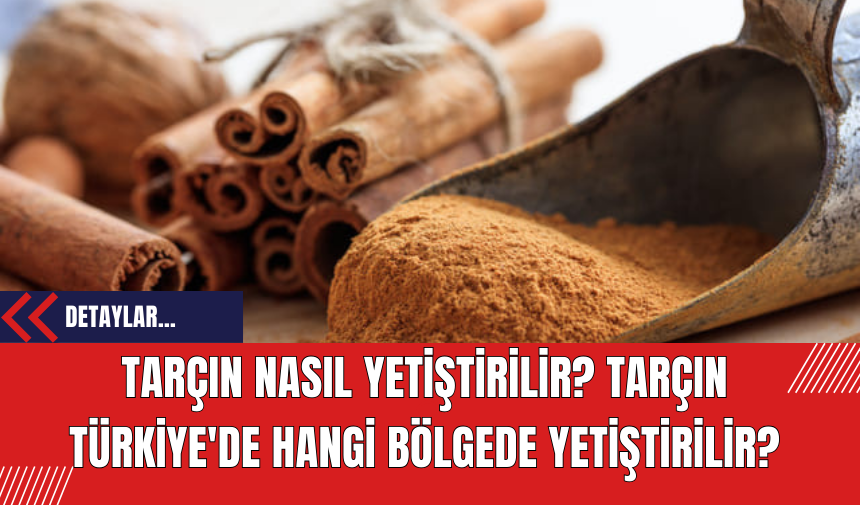 Tarçın Nasıl Yetiştirilir? Tarçın Türkiye'de Hangi Bölgede Yetiştirilir?