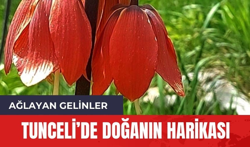 Tunceli'nin doğa harikası! Dokunmaya kıyamıyorlar