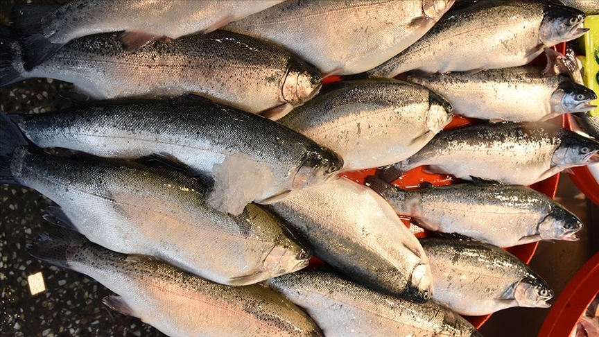 Doğu Karadeniz'den 19 Ülkeye Türk somonu ihracatı rekor kırdı