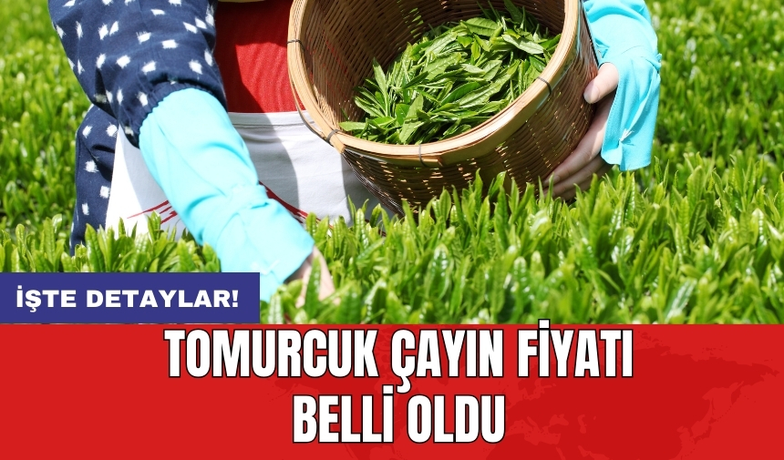 Tomurcuk çayın fiyatı belli oldu