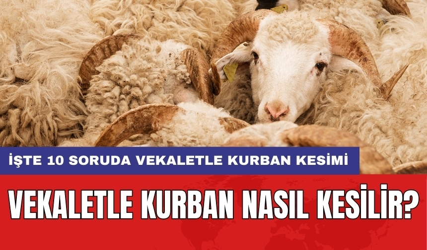 Vekaletle kurban nasıl kesilir? İşte 10 soruda vekaletle kurban kesimi