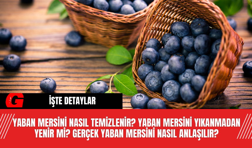 Yaban Mersini nasıl temizlenir? Yaban mersini yıkanmadan yenir mi? gerçek  yaban mersini nasıl anlaşılır?