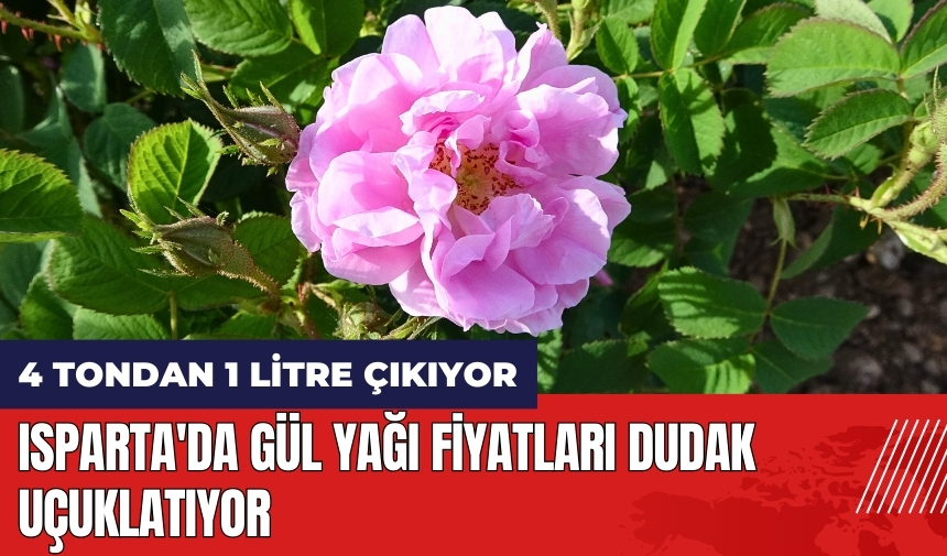 4 tondan 1 litre çıkıyor! Isparta'da gül yağı fiyatları dudak uçuklatıyor