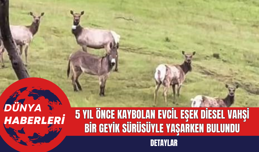 5 Yıl Önce Kaybolan Evcil Eşek Diesel Vahşi Bir Geyik Sürüsüyle Yaşarken Bulundu