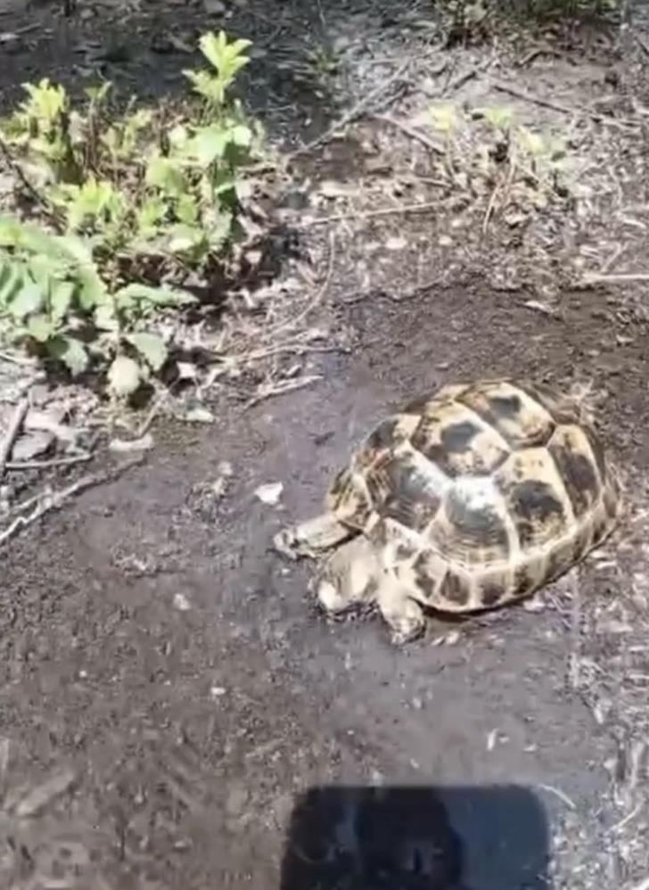 Osmaniye'de duyarlı vatandaş yavru kaplumbağaya hayat verdi