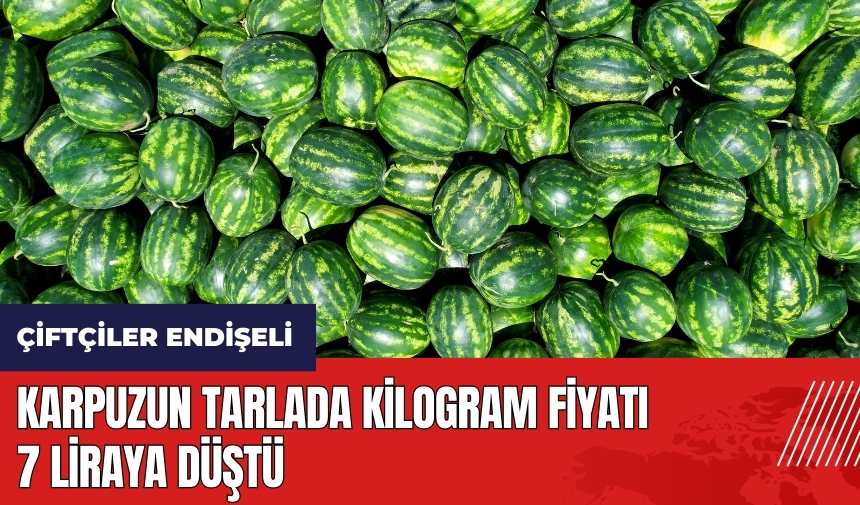 Adana karpuzunun tarlada kilogram fiyatı 7 liraya düştü