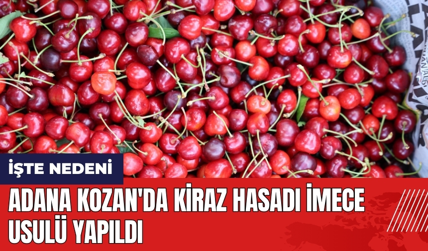 Adana Kozan'da kiraz hasadı imece usulü yapıldı! İşte nedeni