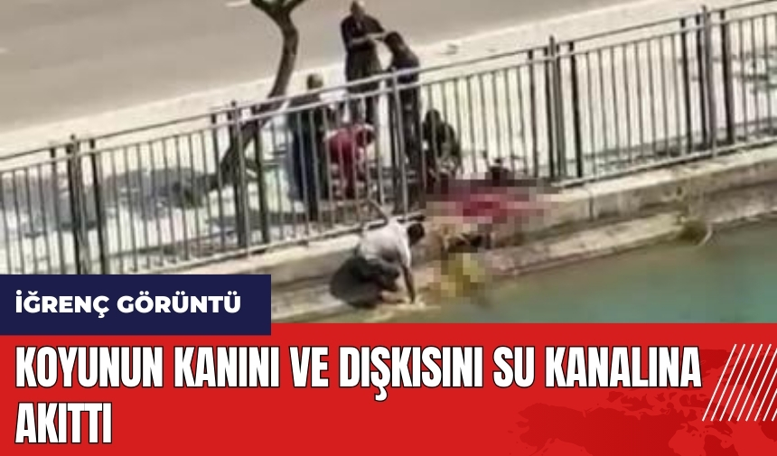 Adana'da iğrenç görüntü! Koyunun kan ve dışkısını su kanalına akıttı