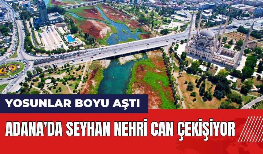 Adana'da Seyhan Nehri can çekişiyor! Yosunlar boyu aştı