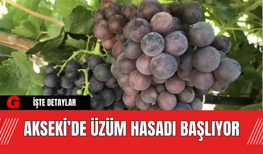 Akseki’de Üzüm Hasadı Başlıyor