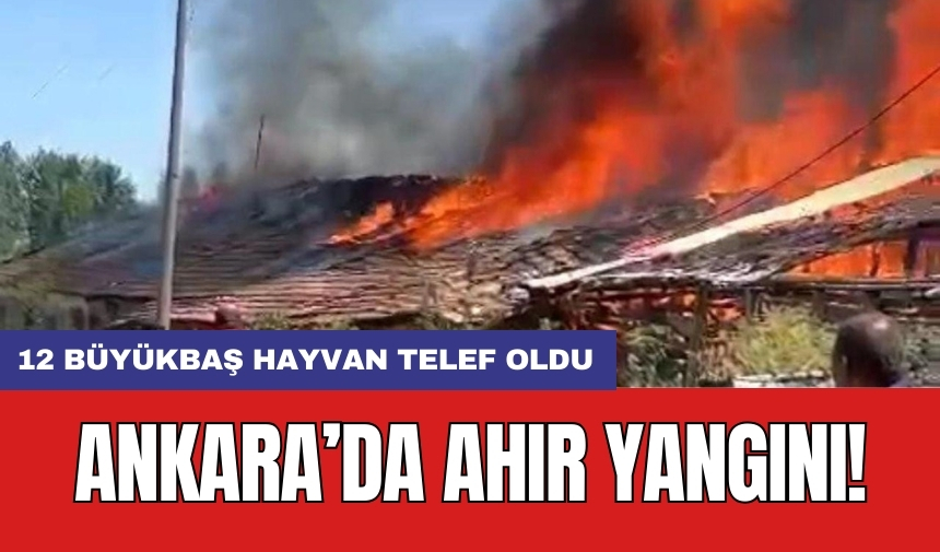 Ankara’da ahır yangını: 12 büyükbaş hayvan telef oldu