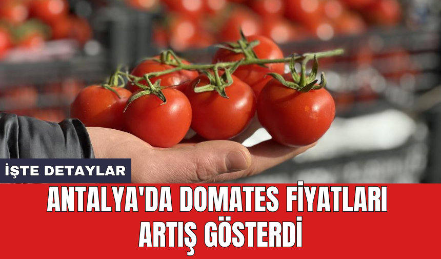 Antalya'da domates fiyatları artış gösterdi