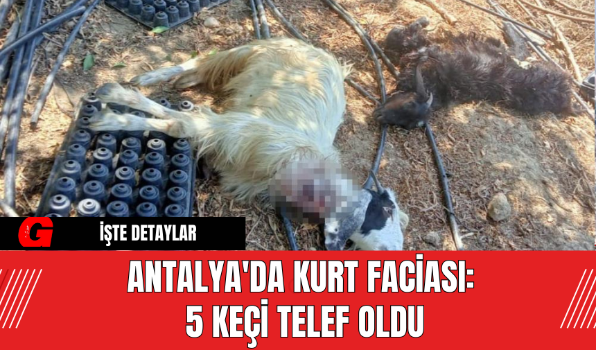 Antalya'da Kurt Faciası: 5 Keçi Telef Oldu