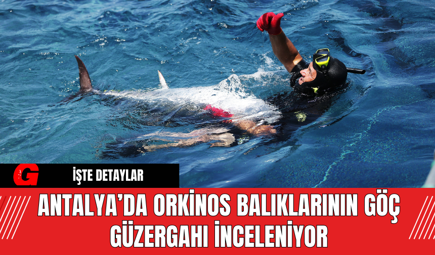 Antalya’da Orkinos Balıklarının Göç Güzergahı İnceleniyor