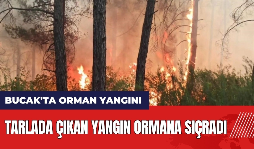 Burdur Bucak'ta orman yangını! Tarlada çıkan yangın ormana sıçradı