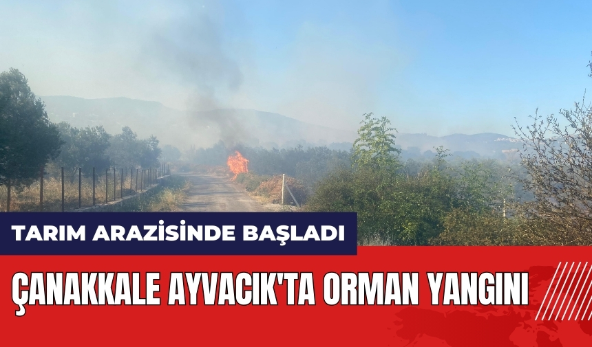 Çanakkale Ayvacık'ta orman yangını