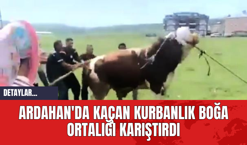 Ardahan'da Kaçan Kurbanlık Boğa Ortalığı Karıştırdı